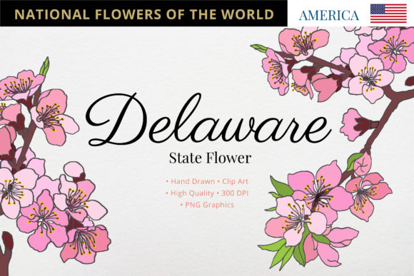 Delaware State Flower: The Peach Blossom