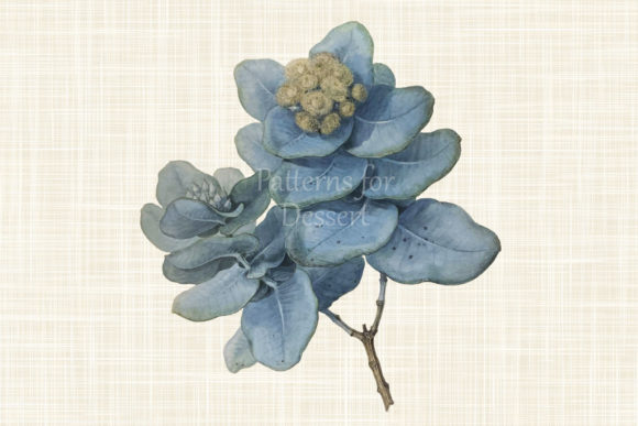 Discover the Timeless Charm of Vintage Eucalyptus Flower Clip Art