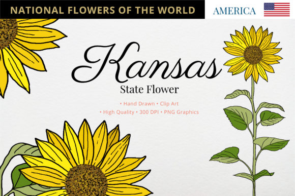 Exploring the Kansas State Flower: A Symbol of Natural Beauty and Creative Inspiration