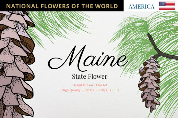 Exploring the Maine State Flower: White Pine Cone and Tassel
