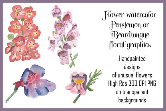 Flower Watercolor Penstemon Beardtongue: A Versatile Tool for Creative Projects