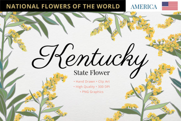 Kentucky State Flower: Goldenrod