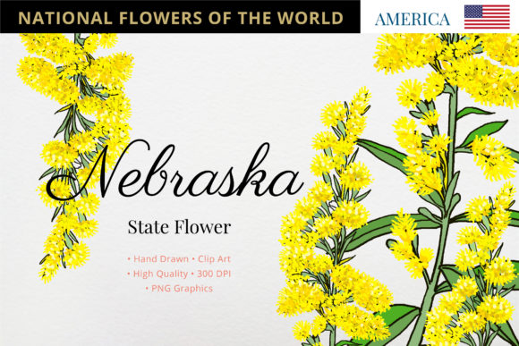 Nebraska State Flower: Goldenrod