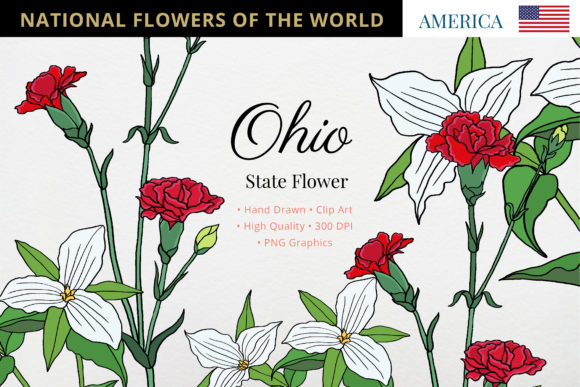 Ohio State Flower: Red Carnation