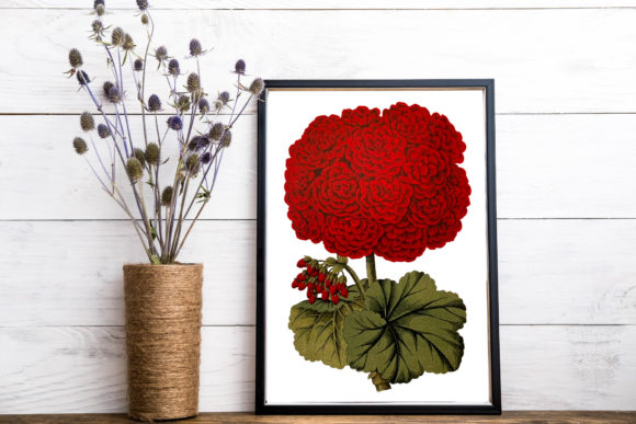 Red Geranium Flower Clip Art: A Versatile and Elegant Addition to Your Creative Projects